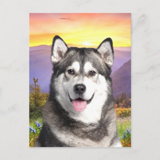 Alaskan Malamute Briefkaart (Voorkant)