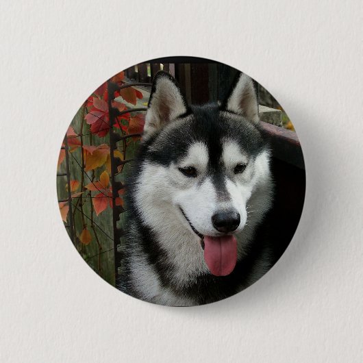 Alaskan Malamute Dog 3 Ronde Button 5,7 Cm (Voorkant)