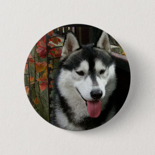 Alaskan Malamute Dog 3 Ronde Button 5,7 Cm