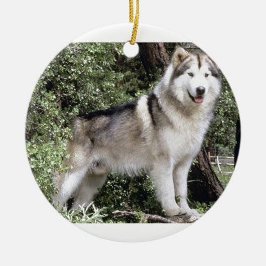 Alaskan Malamute Dog Keramisch Ornament (Voorkant)