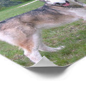 Alaskan Malamute Dog Poster (Hoek)