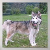 Alaskan Malamute Dog Poster (Voorkant)