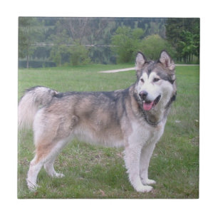 Alaskan Malamute Dog Tile Tegeltje