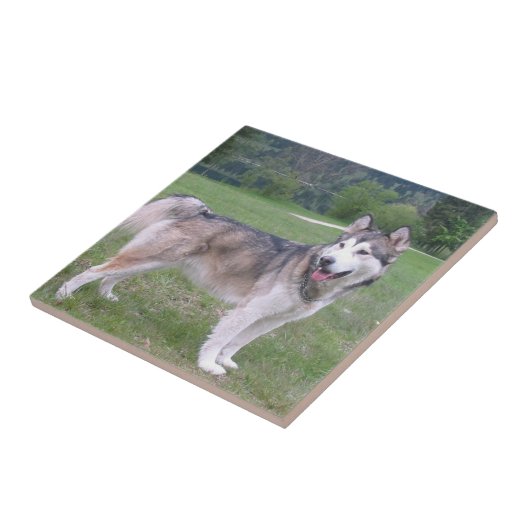 Alaskan Malamute Dog Tile Tegeltje (Zijkant)