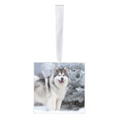 Alaskan Malamute Dog Twee Foto Kerstvakantie Decoratie (Rechts)