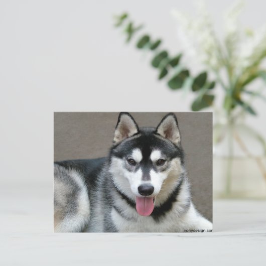 Alaskan Malamute Dogs Briefkaart (Staand voorkant)