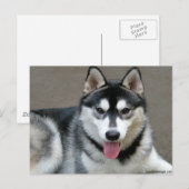 Alaskan Malamute Dogs Briefkaart (Voorkant / Achterkant)