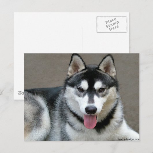 Alaskan Malamute Dogs Briefkaart (Voorkant / Achterkant)