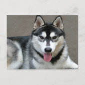 Alaskan Malamute Dogs Briefkaart (Voorkant)