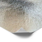 Alaskan Malamute Dogs Poster (Hoek)