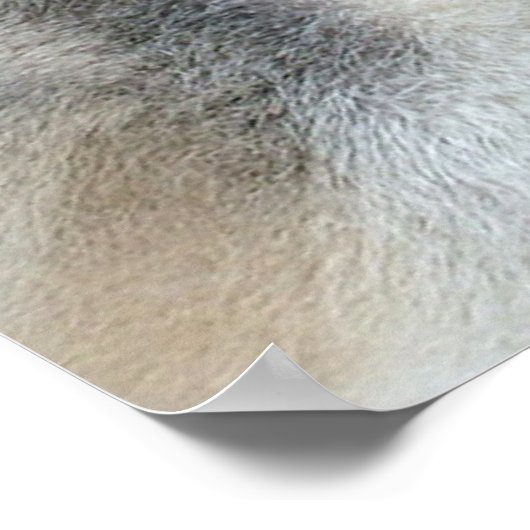 Alaskan Malamute Dogs Poster (Hoek)