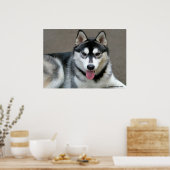 Alaskan Malamute Dogs Poster (Keuken)