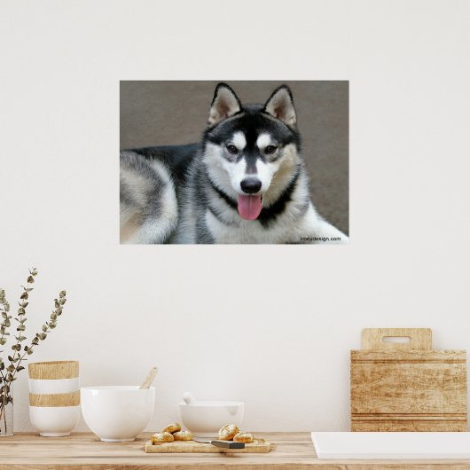 Alaskan Malamute Dogs Poster (Keuken)