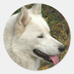 Alaskan Malamute Dogs Ronde Sticker