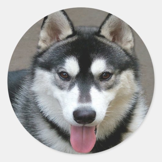 Alaskan Malamute Dogs Ronde Sticker (Voorkant)