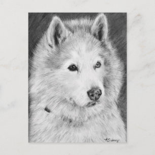 Alaskan Malamute Drawing Briefkaart