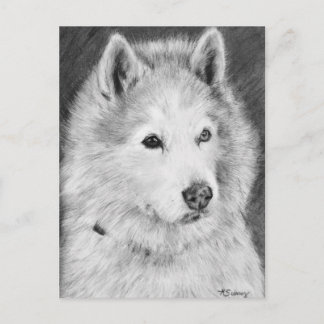 Alaskan Malamute Drawing Briefkaart