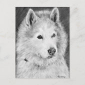 Alaskan Malamute Drawing Briefkaart (Voorkant)