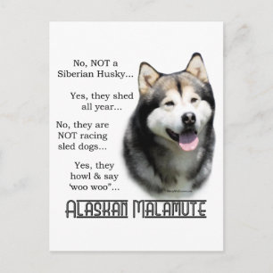 Alaskan Malamute FAQ Briefkaart