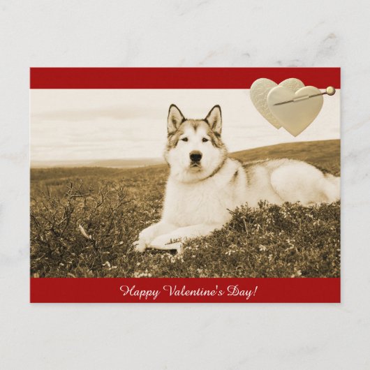 Alaskan Malamute Happy Valentijnsdag briefkaart (Voorkant)