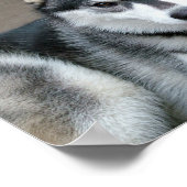 Alaskan Malamute Honden Poster (Hoek)