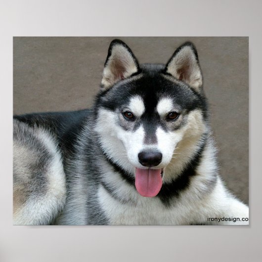 Alaskan Malamute Honden Poster (Voorkant)