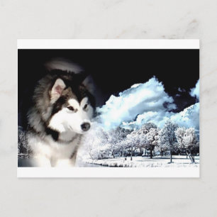 Alaskan Malamute Kerstgroet Feestdagenkaart