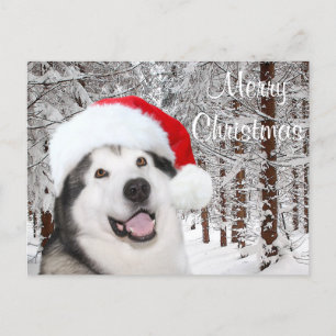 Alaskan Malamute Kerstmis Feestdagenkaart