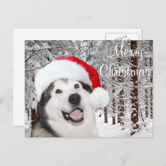 Alaskan Malamute Kerstmis Feestdagenkaart (Voorkant / Achterkant)