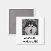 Alaskan Malamute Magnet (Voorkant / Achterkant)