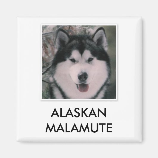Alaskan Malamute Magnet (Voorkant)