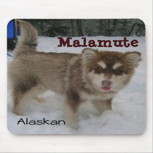 Alaskan Malamute Muismat