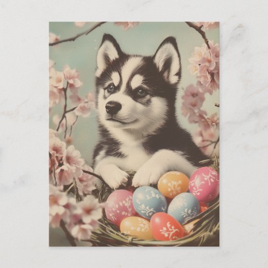Alaskan malamute  Pasen Briefkaart (Voorkant)