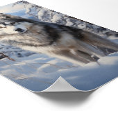 Alaskan Malamute Poster (Hoek)