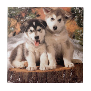 Alaskan Malamute Puppies Tile Tegeltje