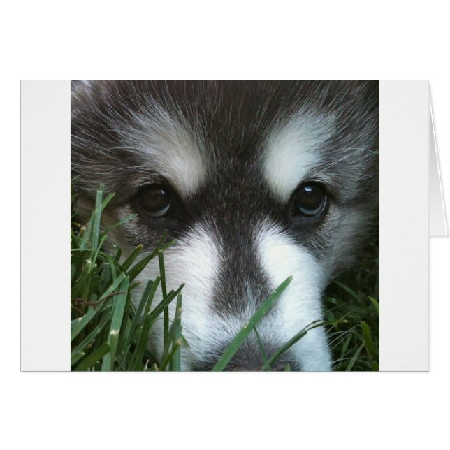 Alaskan Malamute Puppy (Voorkant Horizontaal)