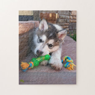 Alaskan Malamute Puppy Close-up foto Legpuzzel