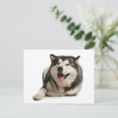 Alaskan Malamute Puppy Dog Briefkaart (Staand voorkant)