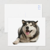 Alaskan Malamute Puppy Dog Briefkaart (Voorkant / Achterkant)
