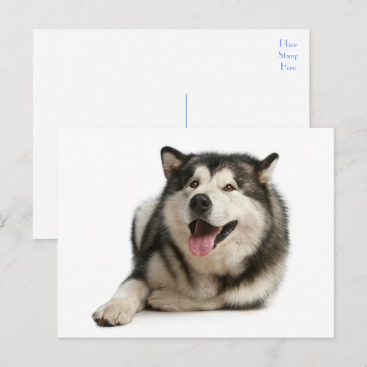 Alaskan Malamute Puppy Dog Briefkaart (Voorkant / Achterkant)