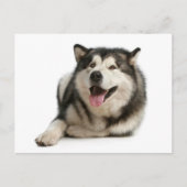 Alaskan Malamute Puppy Dog Briefkaart (Voorkant)