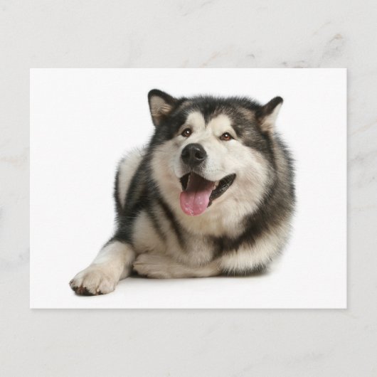 Alaskan Malamute Puppy Dog Briefkaart (Voorkant)