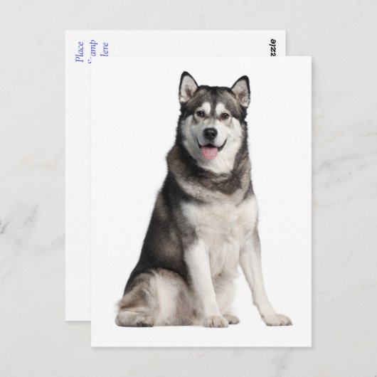 Alaskan Malamute Puppy Dog Briefkaart (Voorkant / Achterkant)