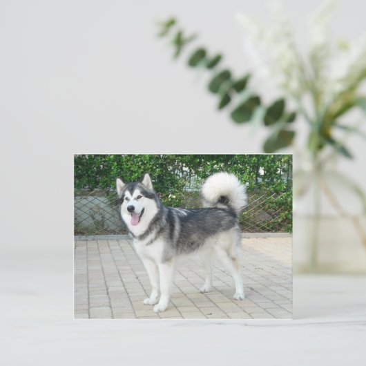 Alaskan Malamute Puppy Dog Briefkaart (Staand voorkant)