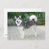 Alaskan Malamute Puppy Dog Briefkaart (Voorkant / Achterkant)