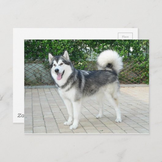 Alaskan Malamute Puppy Dog Briefkaart (Voorkant / Achterkant)