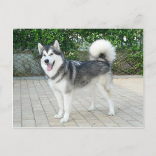 Alaskan Malamute Puppy Dog Briefkaart