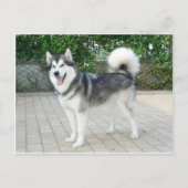 Alaskan Malamute Puppy Dog Briefkaart (Voorkant)