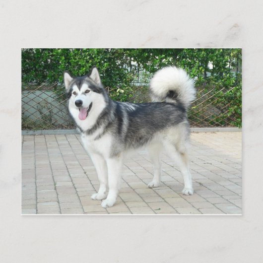 Alaskan Malamute Puppy Dog Briefkaart (Voorkant)