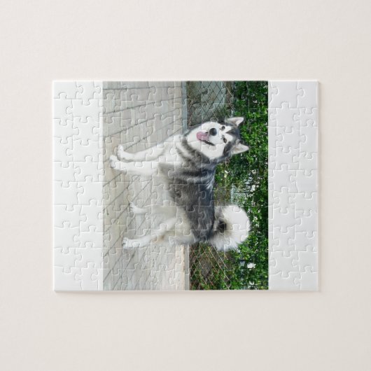 Alaskan Malamute Puppy Dog Legpuzzel (Horizontaal)